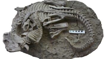 Fósil inmortaliza cómo un mamífero carnívoro ataca a dinosaurio