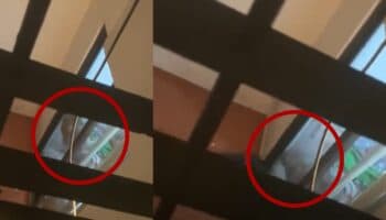 Imágenes fuertes | Captan a hombre golpeando y lanzando a sus perros contra ventanal en CDMX