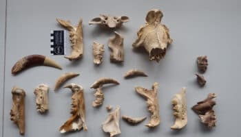 Descubren dos nuevas especies de tigre dientes de sable en Sudáfrica