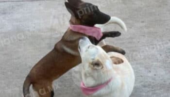 Buba y Canela: yo pensé que sólo las iba a golpear