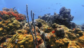 Alerta por calentamiento oceánico; se cuadruplicó en solo cuatro décadas