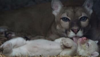 ¡Lo más lindo que verás hoy! Nace puma albino en Nicaragua | Fotos
