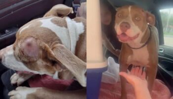 Florida: Hallan a perrita con un balazo en la cabeza vagando por las calles | Video