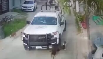 Elementos de la Guardia Nacional atropellan a dos perritos | Imágenes fuertes