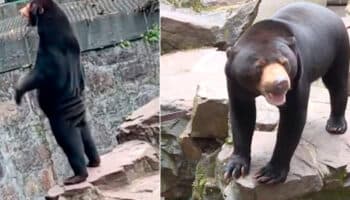 Video | Zoológico chino niega que sus osos malayos sean humanos disfrazados