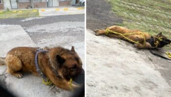 Fiscalía del Edomex busca a presuntos asesinos del perro guía Kuko