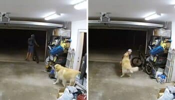 Sujeto entra a casa a robar bicicleta y se hace amigo del perro 'guardián' | Video
