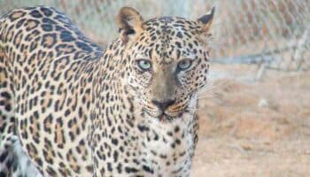 Secuencian genoma del leopardo de Arabia, subespecie al borde de la extinción