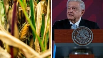 Se necesita resolver de una vez por todas si maíz transgénico es dañino: AMLO sobre panel de T-MEC