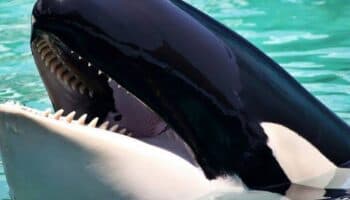 Video | Muere Lolita, la orca cautiva desde 1970 en Miami