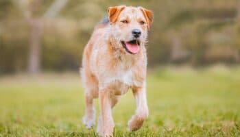 Perrita recorre 163 kilómetros en una noche al intentar volver con sus dueños