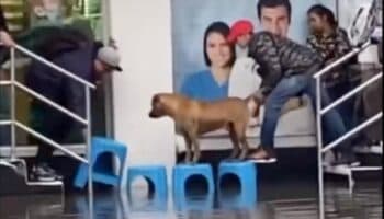 Video | Aún hay fe en la humanidad: Ayudan a perrito en medio de las inundaciones