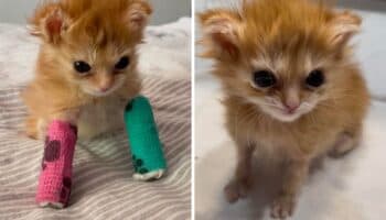 Vida y muerte de Tater Tot, gatito enyesado que inspiró a millones de internautas