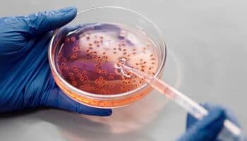 Sheinbaum promete sanción tras la muerte de niños infectados por Klebsiella oxytoca