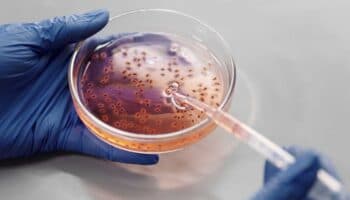 Sheinbaum promete sanción tras la muerte de niños infectados por Klebsiella oxytoca