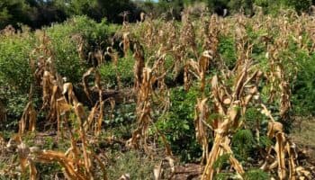 Sequía golpea a agricultores de maíz en Oaxaca; reportan pérdida del 60% en el Istmo