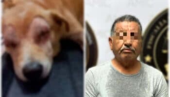 Detienen a hombre que dejó ciego a un perro en Sonora