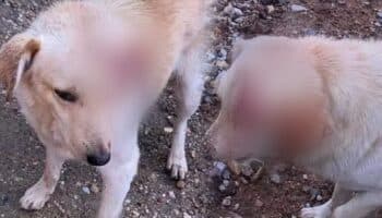 Fiscalía de Oaxaca judicializa caso de perro atacado con machete; suman 95 carpetas de crueldad animal este 2023