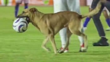 Perrito conquista la Liga de Expansión MX con sus habilidades | Video