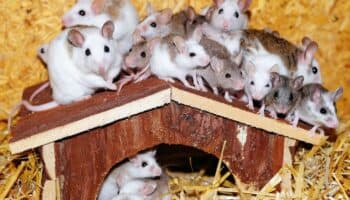 Descubren en ratones el mecanismo que nos lleva a hacer nuevas amistades