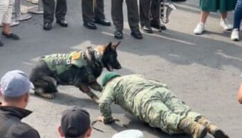 Video | ¡Qué tierno! Perro del Ejército mexicano hace lagartijas con militar en el Desfile de la CDMX