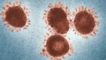 ¿Qué es el virus Nipah, que ha puesto en alerta a la India?