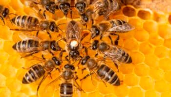 Descubren que las abejas también tienen comportamientos altruistas