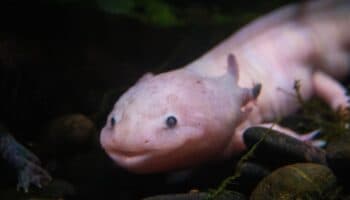 Científicos buscan en el ajolote los secretos de la regeneración de extremidades para humanos