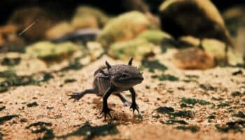 ¿Conoces los diferentes tipos de ajolote? Aprende cuáles son y cómo cuidarlos | Entérate