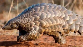 Descubren nueva especie de pangolín en China, la novena de este mamífero vulnerable