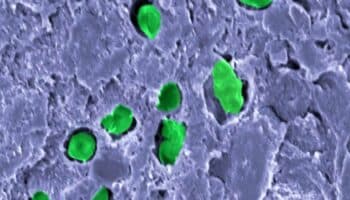 Científica investiga como generar oxígeno en Marte usando bacterias