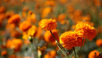 ¿Qué significa la flor de cempasúchil en el altar de Día de Muertos?