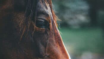 ¿Qué sienten los caballos? Científicos mapean sus expresiones faciales