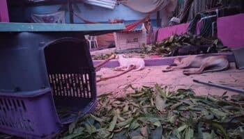 Video | Los perros y gatos afectados por Otis te necesitan; aquí los Centros de Acopio