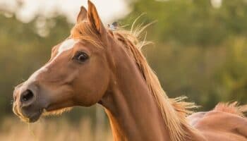 Caballo escapa en pleno vuelo y obliga a avión a regresar a aeropuerto