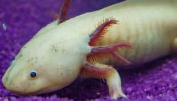 ¡Adopta un axolote! UNAM lanza la Campaña Adoptaxolotl 2024