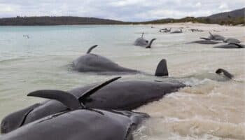Mueren más de 30 ballenas piloto varadas en una playa de Australia
