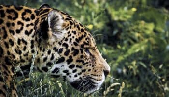 Cámaras trampa registran aumento de jaguares en peligro de extinción en Yucatán