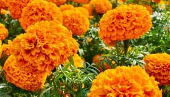 ¡Dale una segunda vida a tus flores cempasúchil! CDMX abre centro de acopio