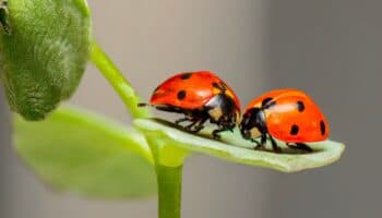 El colapso de los insectos; una amenaza para todos: Páez | Video