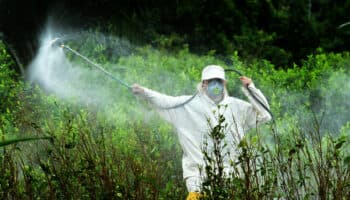 Ni un paso atrás en la prohibición del uso de glifosato: Sin maíz no hay país | Video