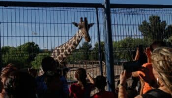 Jirafa ‘Benito’ es incautada por Profepa tras acusaciones de maltrato