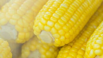 Comunicado del gobierno estadounidense sobre fallo de maíz transgénico 'es engañoso': Semillas de Vida | Video