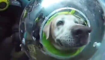 Video de perro buceando genera polémica; ¿es una práctica segura?