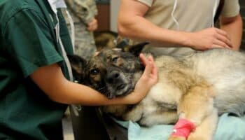 Una misteriosa infección respiratoria está contagiando a perros: estudio