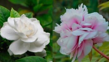 Estas son las plantas más populares en México, según Google