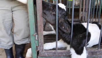 Revelan maltrato a vacas y terneros para producción de leche en México