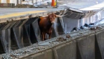 Toro salta a vías e interrumpe servicio | Videos