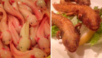 ¿Ajolotes fritos? El polémico platillo de un restaurante en Japón