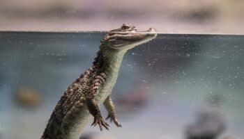 Tailandia: Denuncian granjas que despellejan cocodrilos vivos para comerciar sus pieles